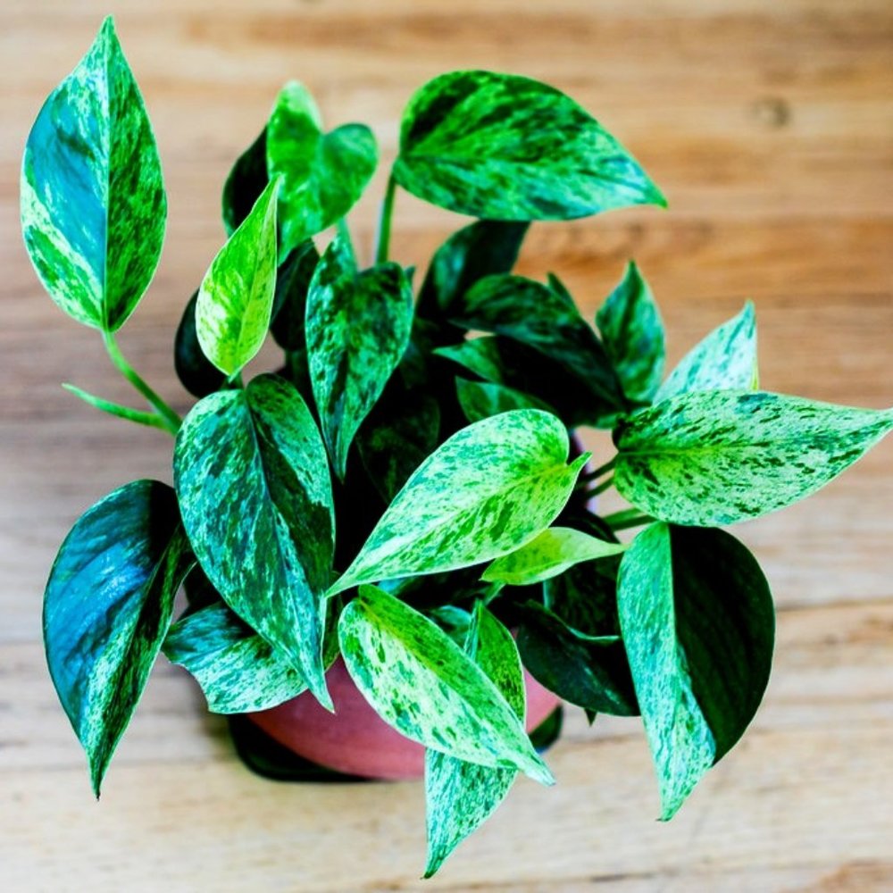 Golden Pothos/Money Plant Pack of 4